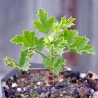 Пеларгония королевская Regalia Lilac