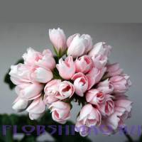 Пеларгония коллекционная тюльпановидная Эмма